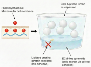 3D cell culture.