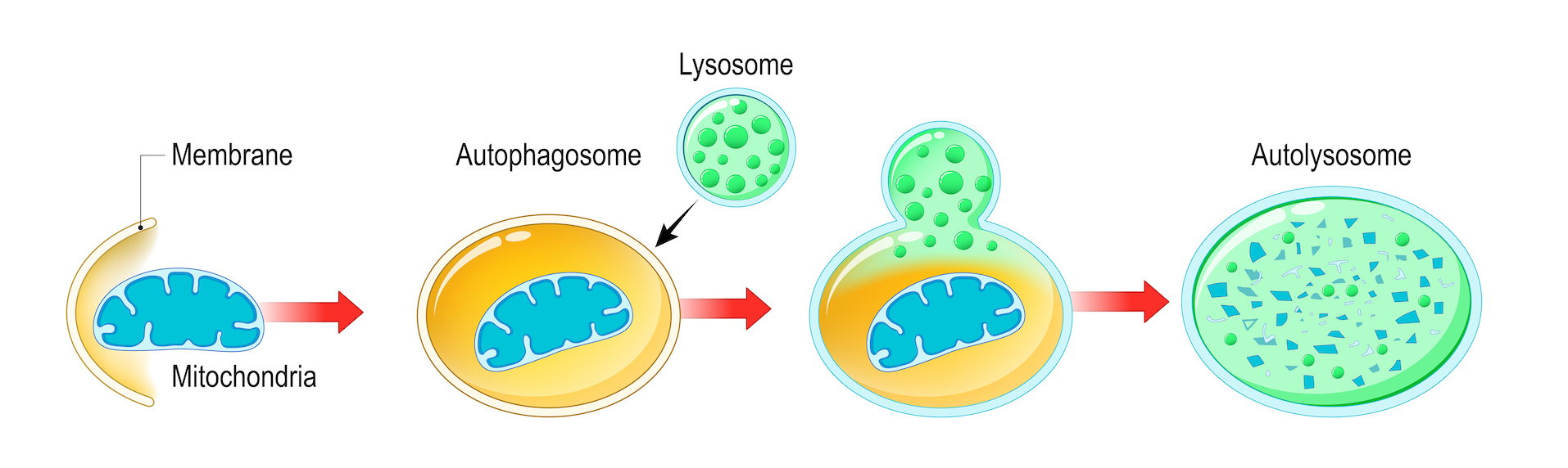 Время аутофагии. Аутофагия клетки. Автофагия клетки. Схема аутофагии. Аутофагия клетки.