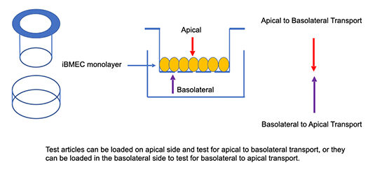 Using TransWells to assay barriers.